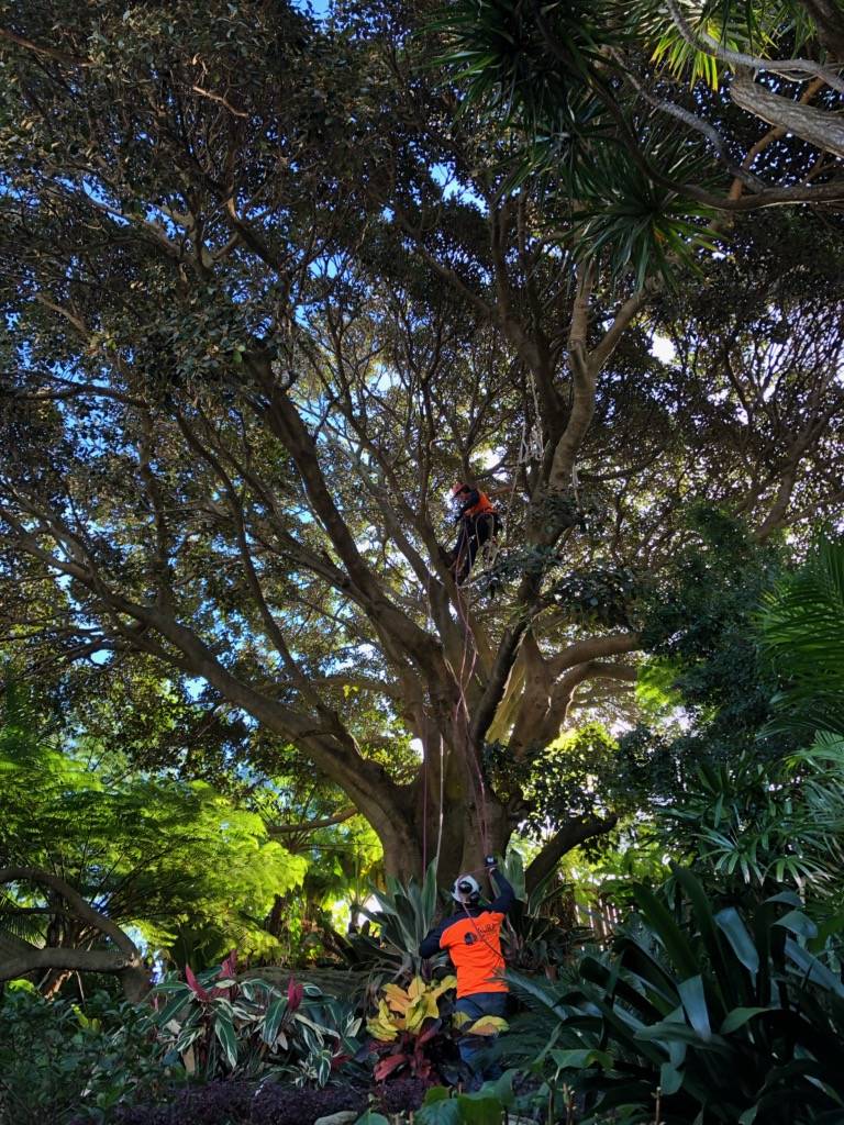 Silky Tree Care |  | 40 Foxs Ln, Tyagarah NSW 2481, Australia | 0423640529 OR +61 423 640 529