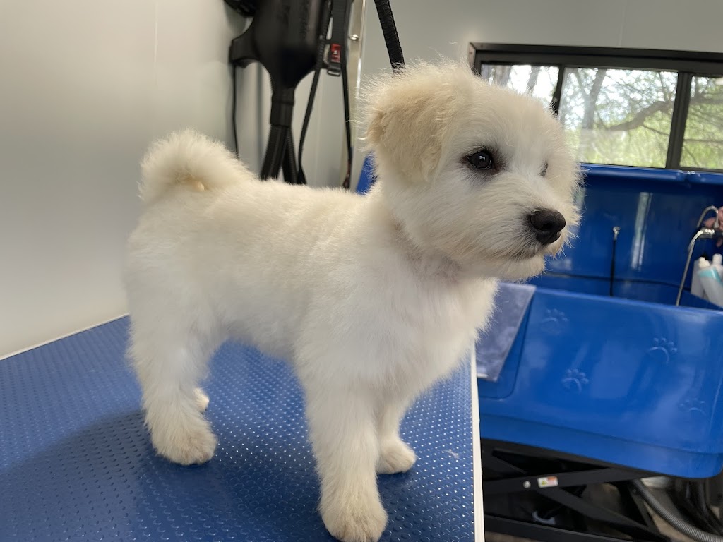 Alli’s Dog Grooming | 1039 Drouin-Korumburra Rd, Athlone VIC 3818, Australia | Phone: 0493 831 933