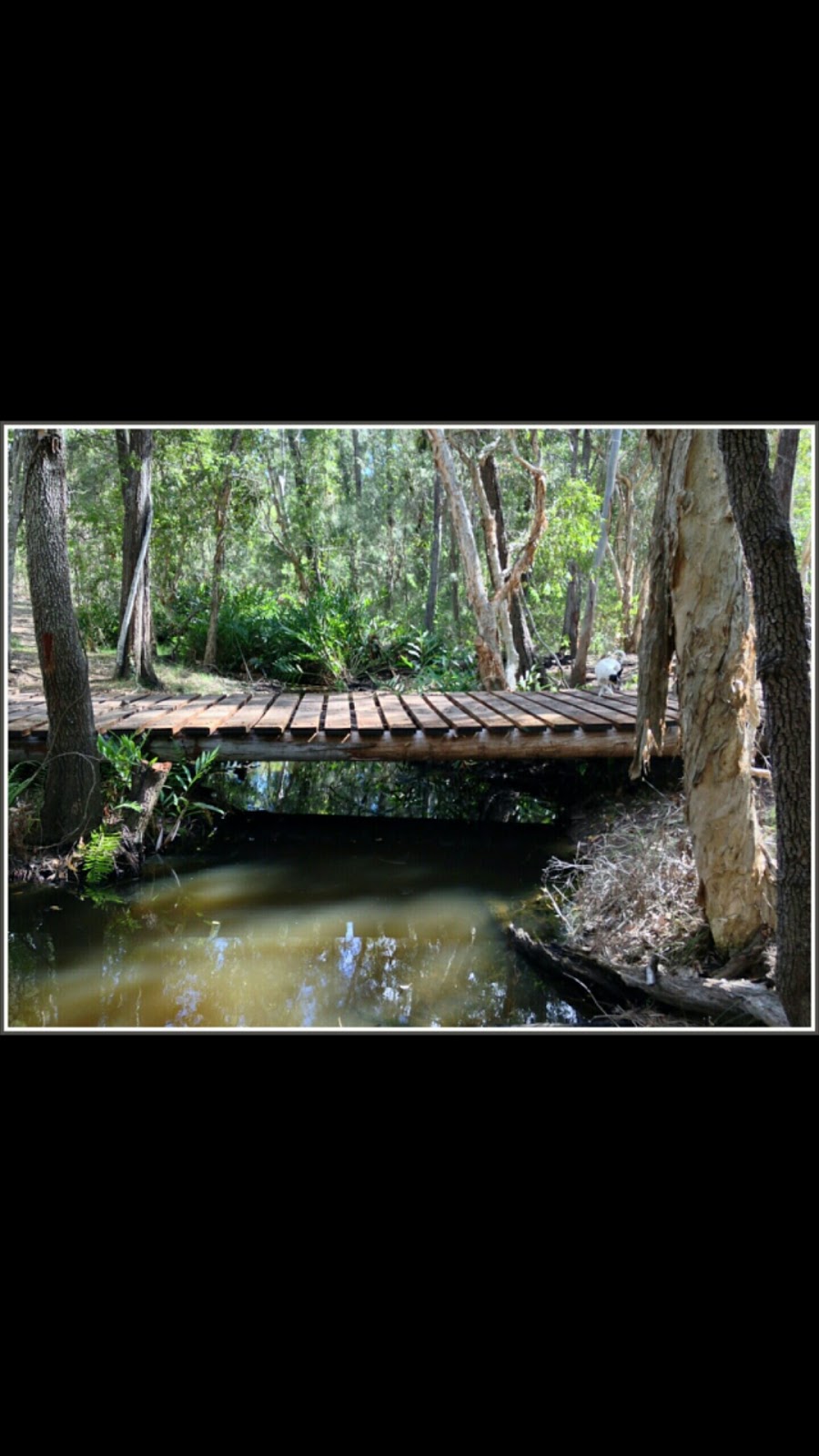 Childers nature camp | campground | 264 Cooks Rd, South Isis QLD 4660, Australia | 0418405914 OR +61 418 405 914