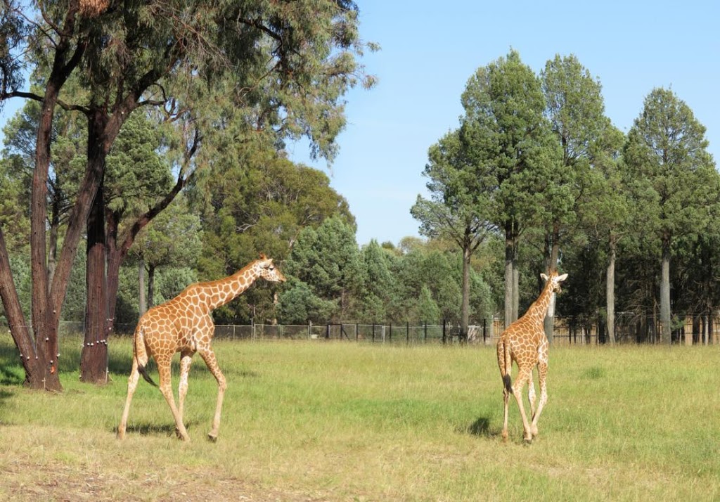 Billabong Camp | lodging | Obley Rd Taronga Western Plains Zoo, Dubbo NSW 2830, Australia | 0268811488 OR +61 2 6881 1488