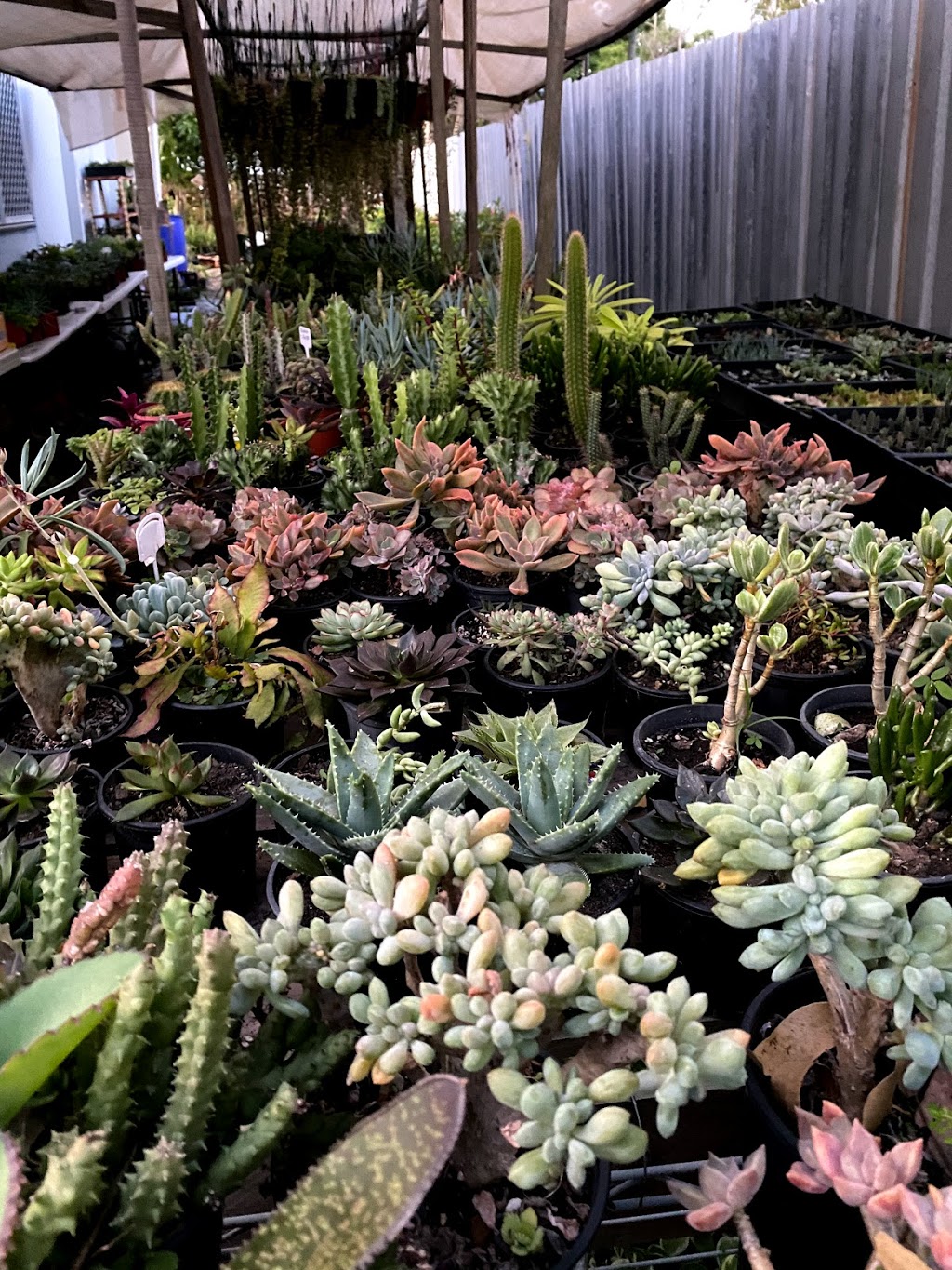 Tulang Succulent | park | 11 Kenny St, Woodridge QLD 4114, Australia | 0422733497 OR +61 422 733 497