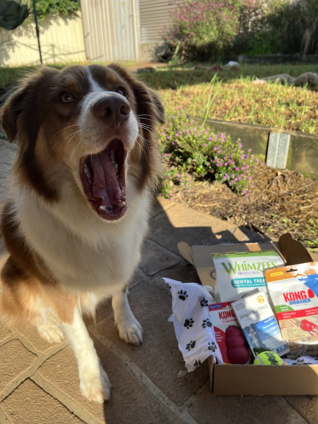 Glenthorne Paw Packs | Glen Martin Rd, Glen Martin NSW 2321, Australia | Phone: 0423 224 346