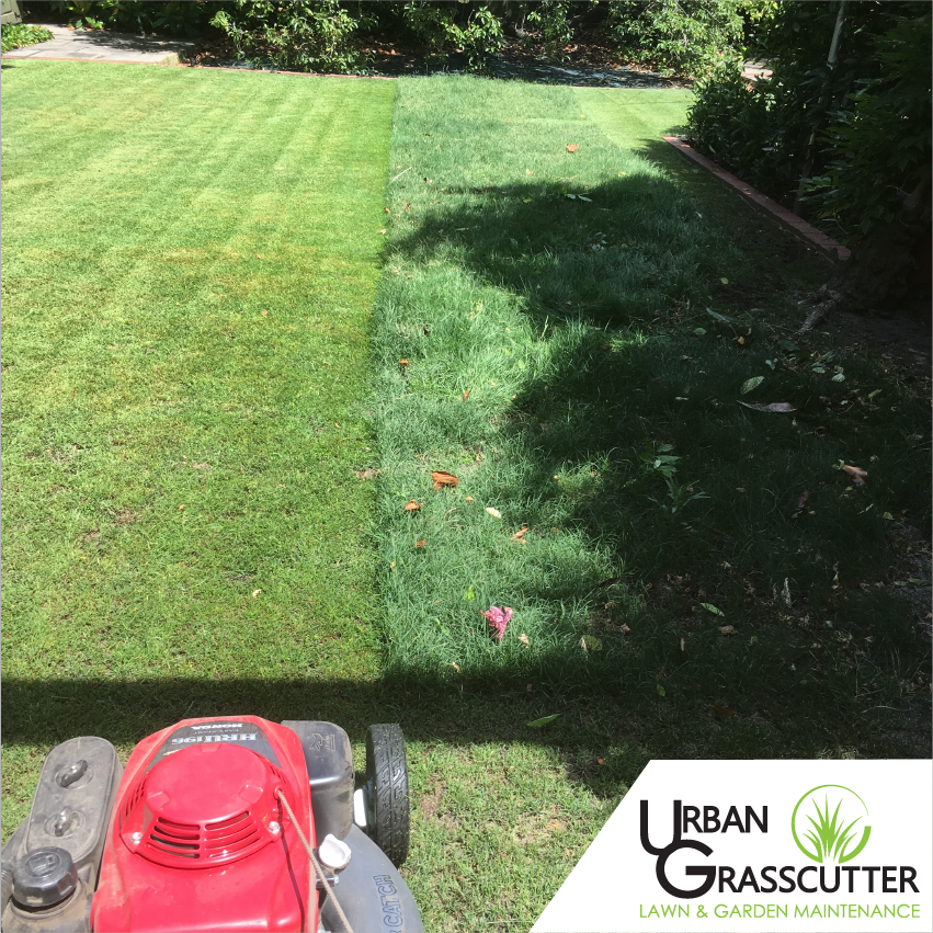 Urban Grasscutter | 14 Bardsley Ct, Narre Warren VIC 3804, Australia | Phone: 0431 517 801