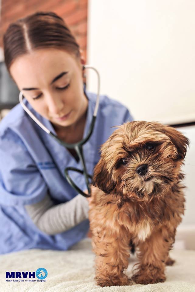 Manly Road 24hr Veterinary Hospital | veterinary care | 219 Manly Rd, Manly West QLD 4179, Australia | 0733969733 OR +61 7 3396 9733