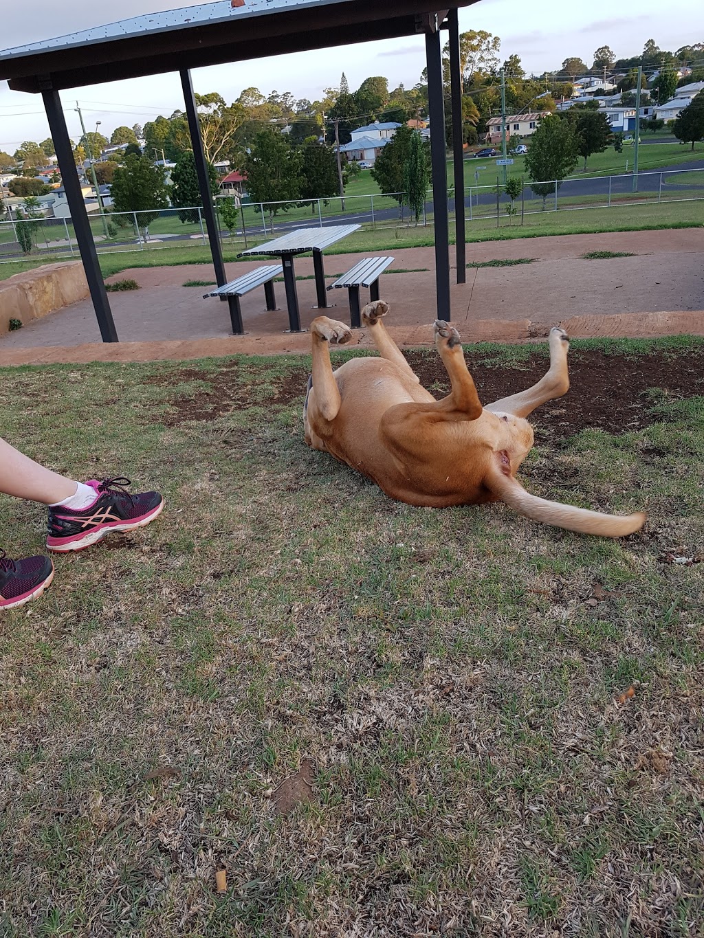 Dog Park | park | 1 Clearview St, Newtown QLD 4350, Australia