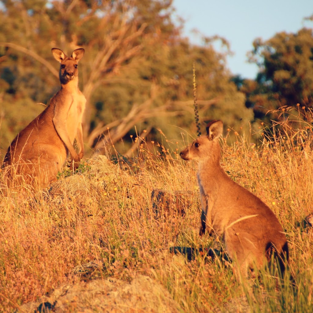 McQuoids Hill | Kambah Pool Rd, Kambah ACT 2902, Australia | Phone: 13 22 81