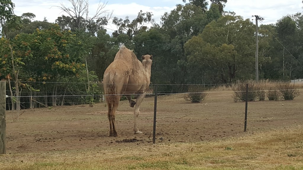 Young Harness Racing | 120 Whiteman Ave, Young NSW 2594, Australia | Phone: 0437 275 515