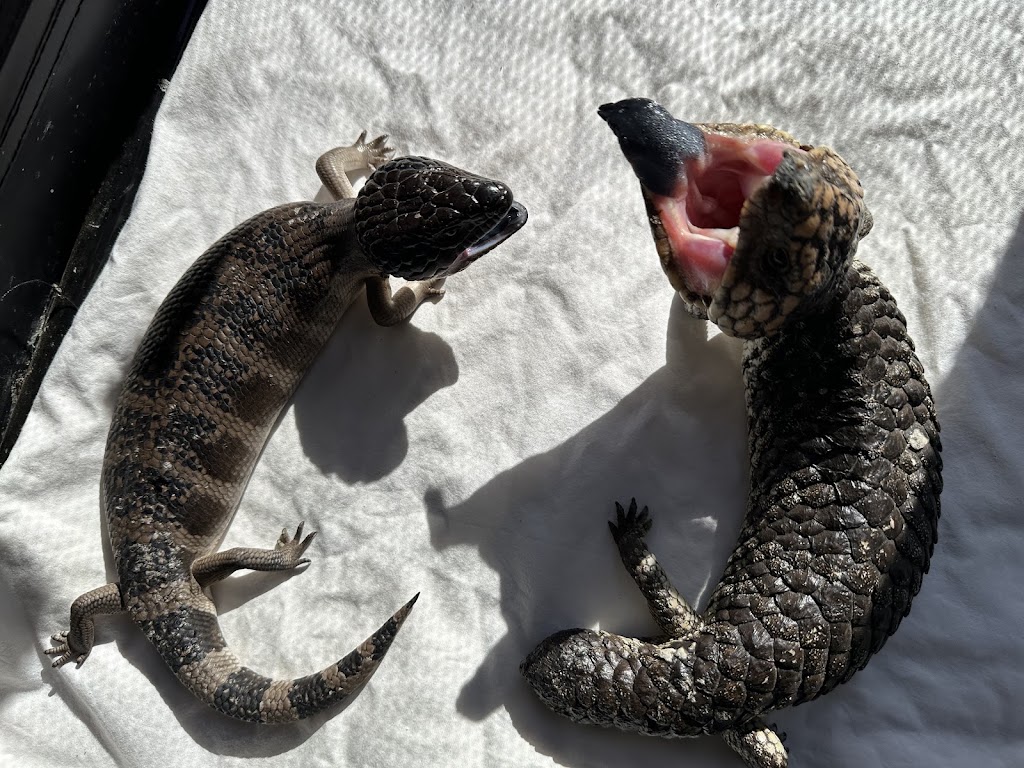 ESPERANCE WILDLIFE HOSPITAL & SANCTUARY | 266 South Coast Hwy, Chadwick WA 6450, Australia | Phone: 0452 561 313