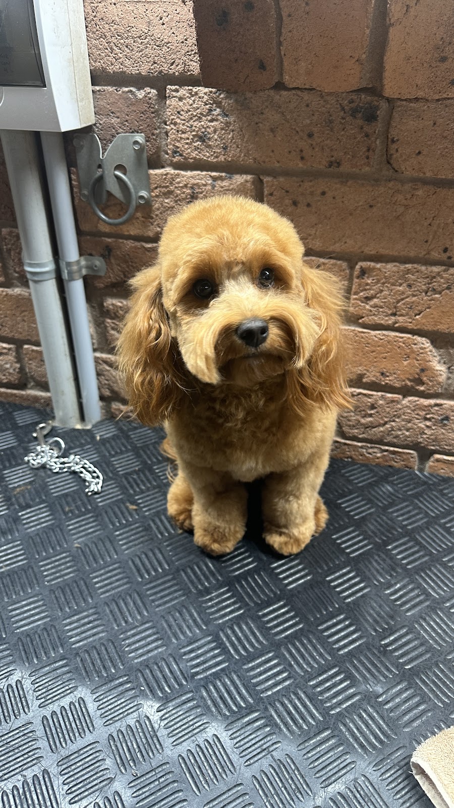 AT HOME DOG SPA | 36 Cambalan St, Bargo NSW 2574, Australia | Phone: 0418 432 683