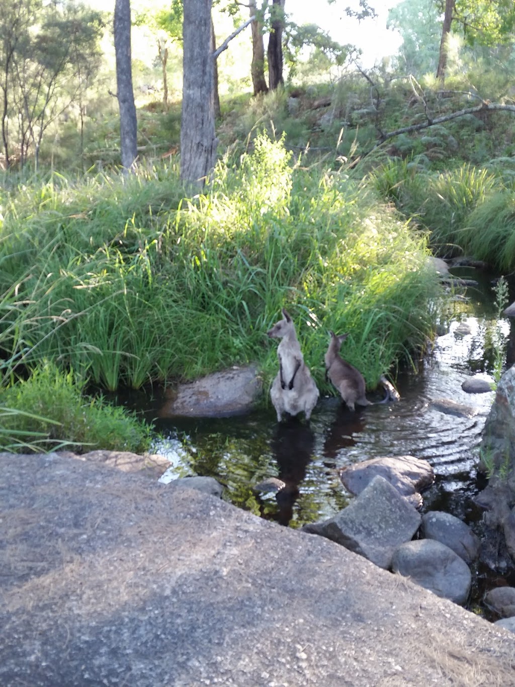 Mann River Nature Reserve | park | Old Grafton Rd, Diehard NSW 2370, Australia | 0267390700 OR +61 2 6739 0700