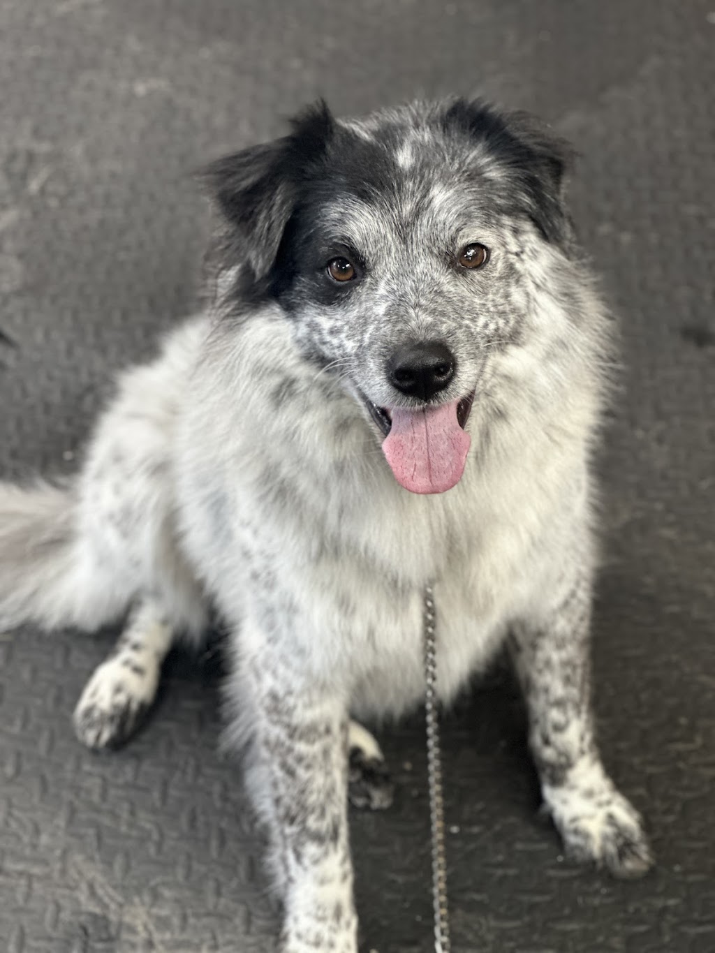 AT HOME DOG SPA | 36 Cambalan St, Bargo NSW 2574, Australia | Phone: 0418 432 683