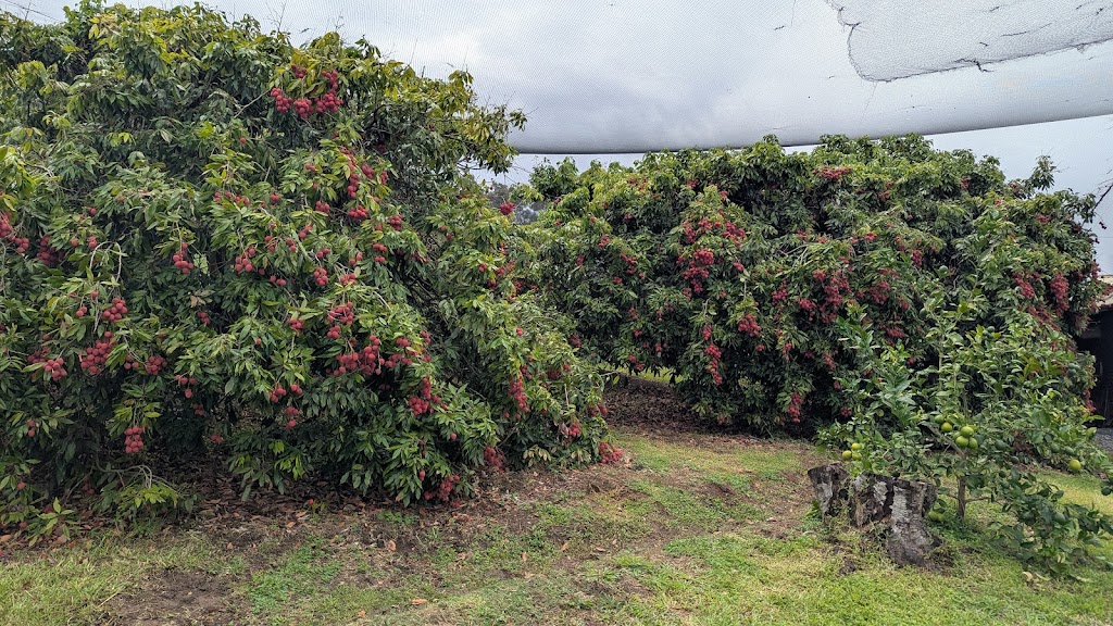 Lychee Farm | 169 S Boambee Rd, Boambee NSW 2450, Australia | Phone: (02) 6653 1931