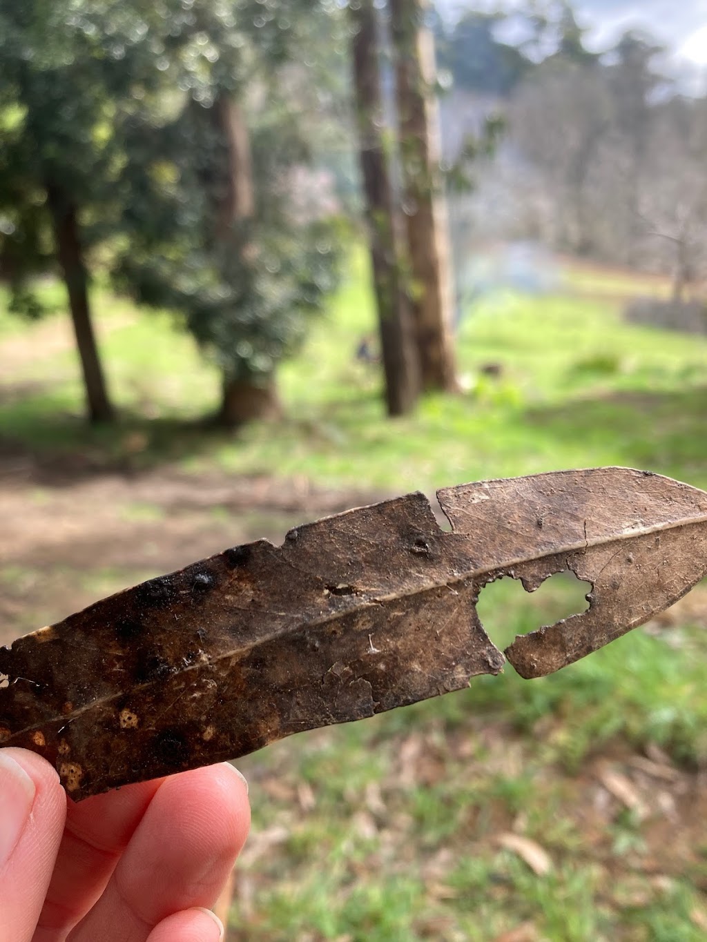 Jane Hope Spiritual Director and Retreat Guide | 215 Beenak E Rd, Gembrook VIC 3783, Australia | Phone: (03) 5968 1211