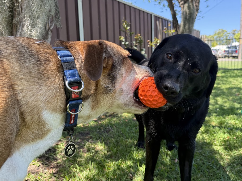 Pack Leader Dog Services | 15 Charlotte St, Holmesville NSW 2286, Australia | Phone: 0415 421 805