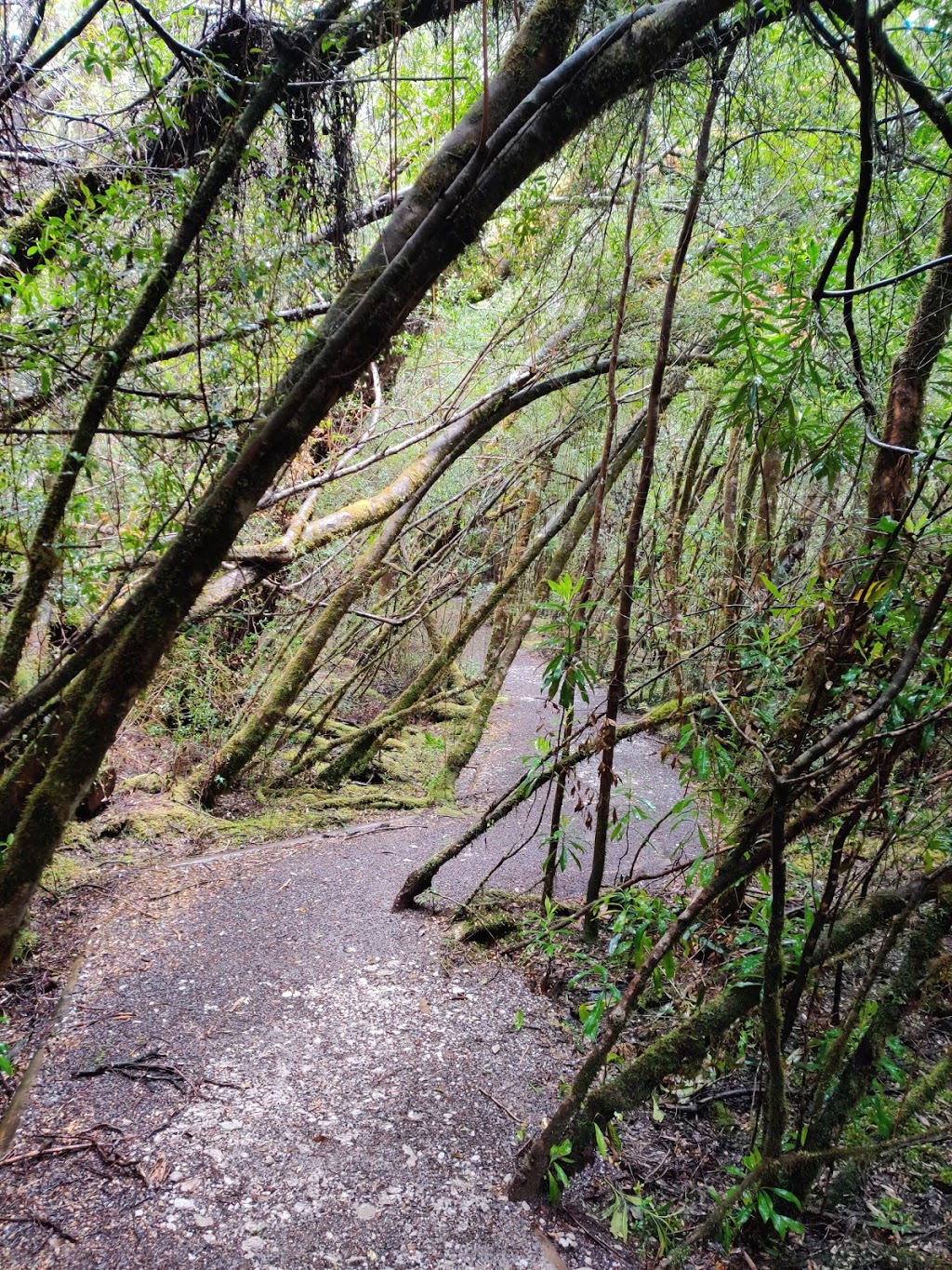 Franklin River Nature Trail Picnic Area | Franklin River Nature Trail, Southwest TAS 7139, Australia