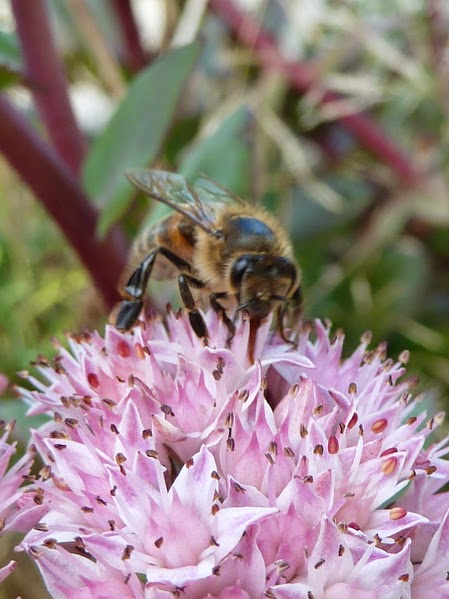 Becs BeeHive Beekeeping Supplies | 45 Trumpington Grove, Kallista VIC 3791, Australia | Phone: 0409 850 735