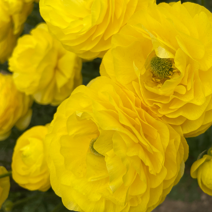 Mellowood Farm | 145 Locarno Rd, Clydesdale VIC 3461, Australia | Phone: 0418 503 378