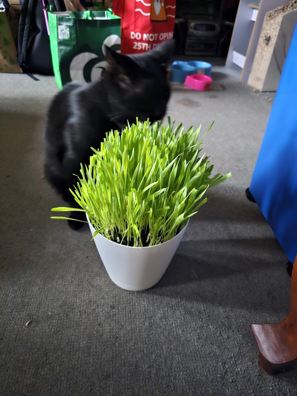 Potting Mad | 43 Fairlane St, Joyner QLD 4500, Australia | Phone: 0415 701 788