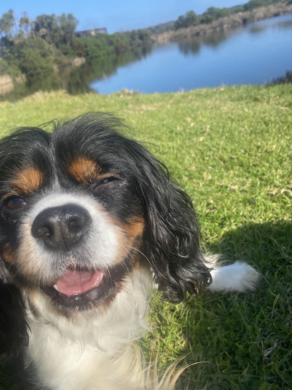 Surfcoast DOG WALKING | 24 Gilbert St, Aireys Inlet VIC 3231, Australia | Phone: 0459 326 422