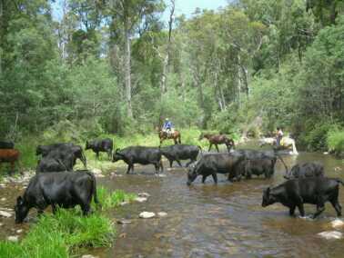 McCormacks Mountain Valley Trail Rides | travel agency | 46 McCormacks Rd, Merrijig VIC 3723, Australia | 0428573708 OR +61 428 573 708