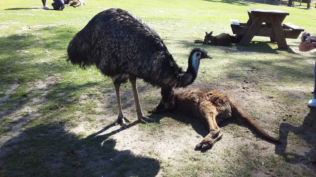 巴拉瑞特野生动物园 | Ballarat Wildlife Park、Cnr of York & 澳大利亚, Fussell St, Ballarat East VIC 3350, Australia