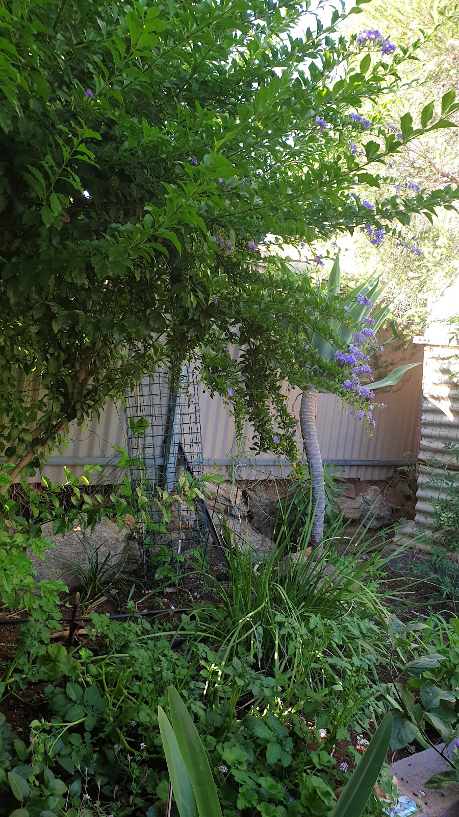 Axel’s pet supplies | 229 Oxide St, Broken Hill NSW 2880, Australia | Phone: (08) 8087 5436