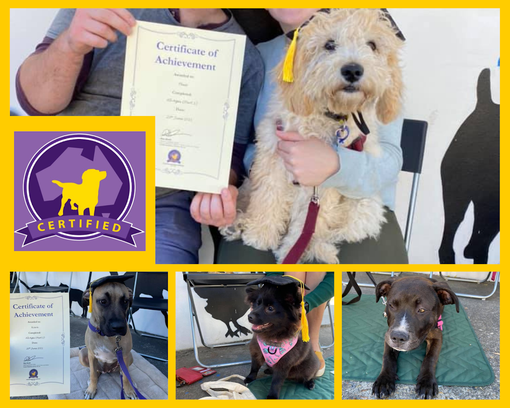 Positive Response Dog Training |  | Harbour Dr, Coffs Harbour NSW 2450, Australia | 0734592121 OR +61 7 3459 2121