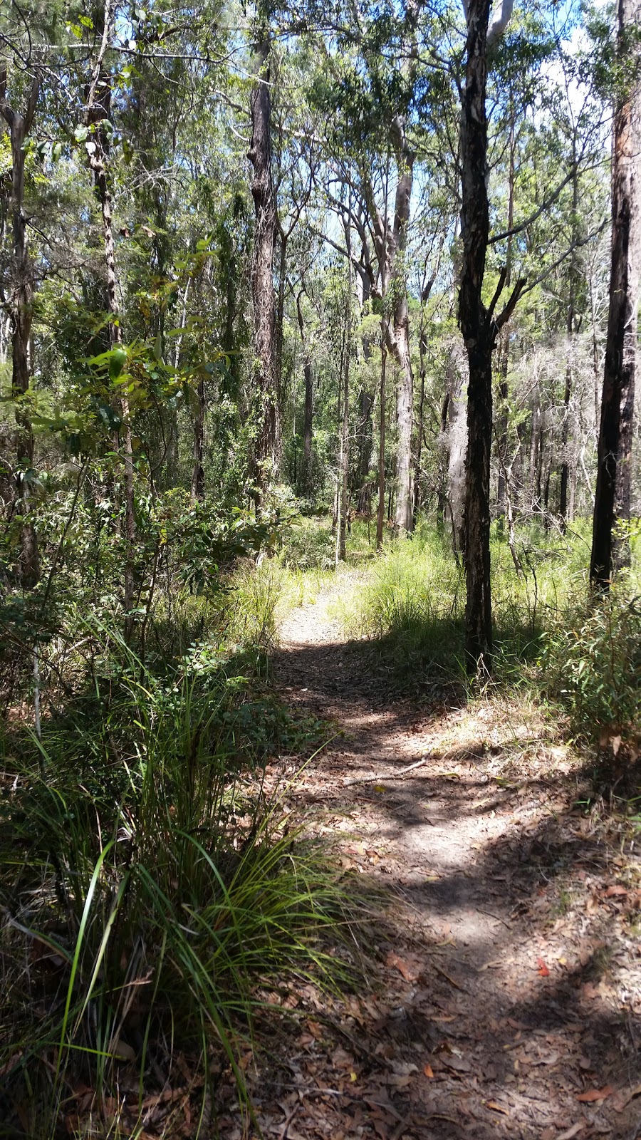 Brimbin Nature Reserve | park | Old Port Macquarie Rd, Taree NSW 2430, Australia | 0265524097 OR +61 2 6552 4097