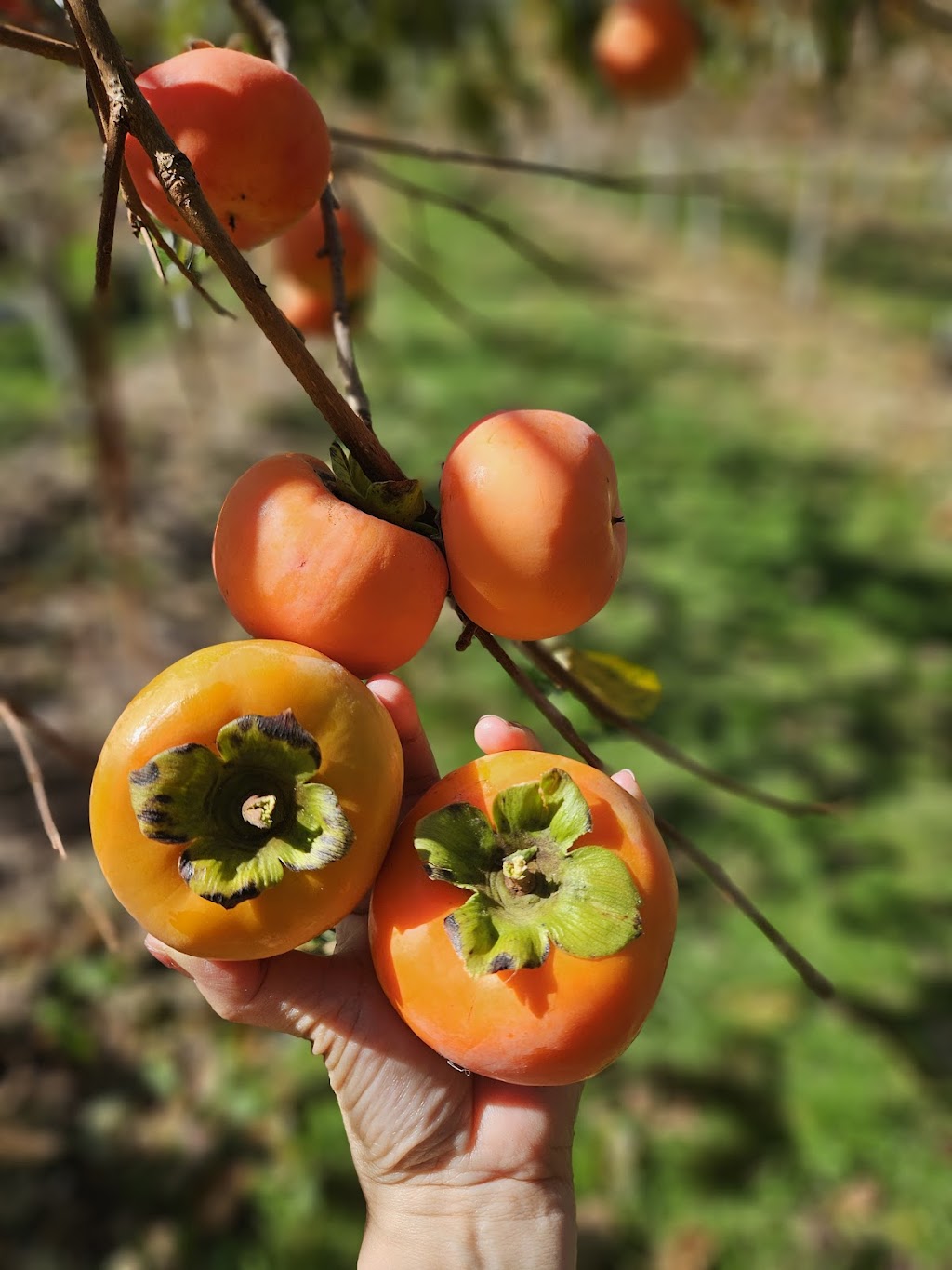 Mount Blue | 108 Valley Ridges Rd, Bilpin NSW 2758, Australia | Phone: 0438 172 849