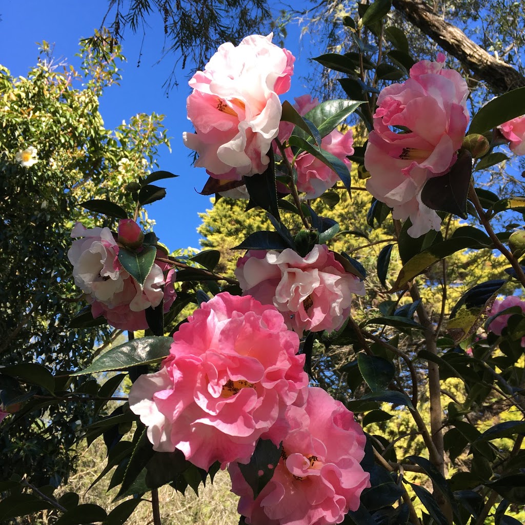 Kellyfield Camellias Ⓜ | park | 958 Kidaman Creek Rd, Curramore QLD 4552, Australia