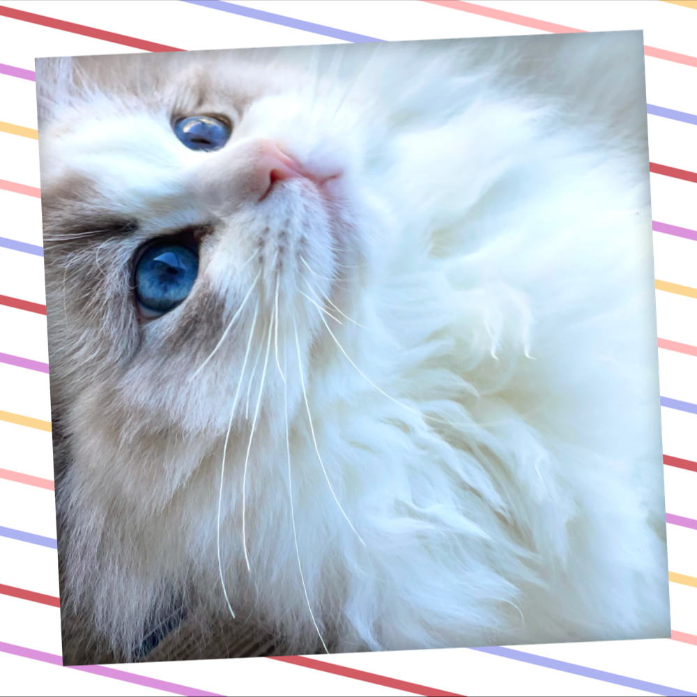 Willowface ragdolls | Royal York Rd, Delacombe VIC 3356, Australia | Phone: 0470 592 611