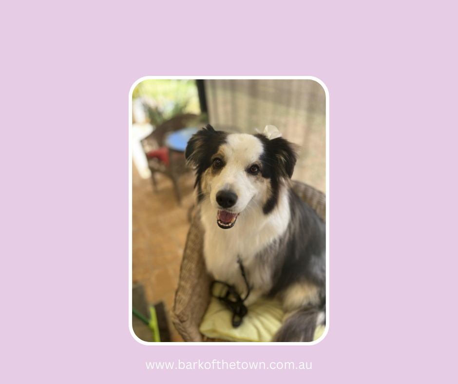 Bark of the Town | Northcote Ave, Paxton NSW 2325, Australia | Phone: 0482 569 711