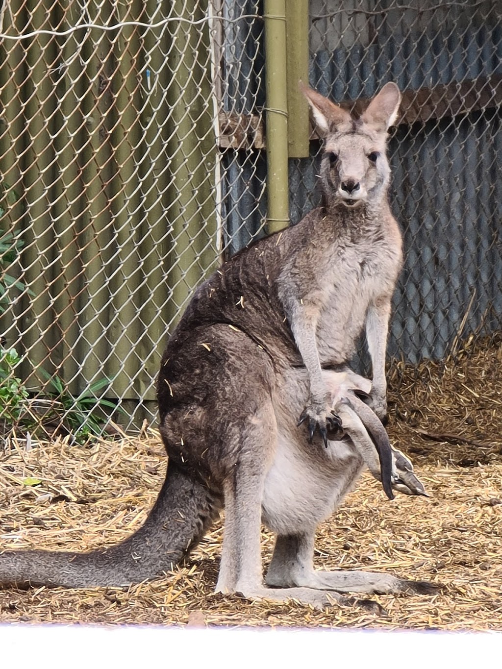 Jirrahlinga Koala and Wildlife Sanctuary | 170-200 Taits Rd, Barwon Heads VIC 3227, Australia | Phone: (03) 5254 2484