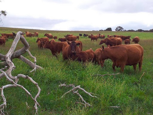 Drayton Park Red Angus Stud | 1588 Coombe Rd, Tintinara SA 5266, Australia | Phone: (08) 8757 2546