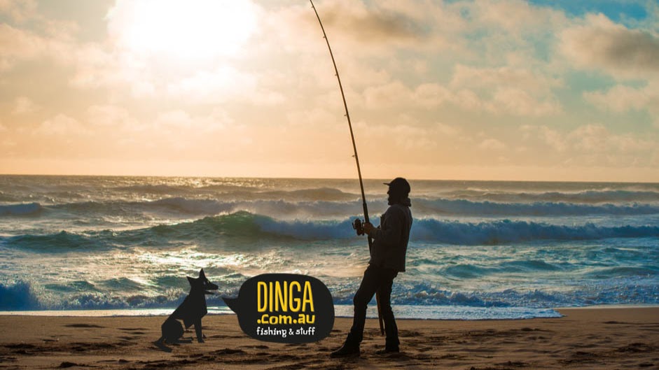 DINGA Online | 3/23 Ayrshire Cres, Sandgate NSW 2304, Australia | Phone: (02) 4960 8840