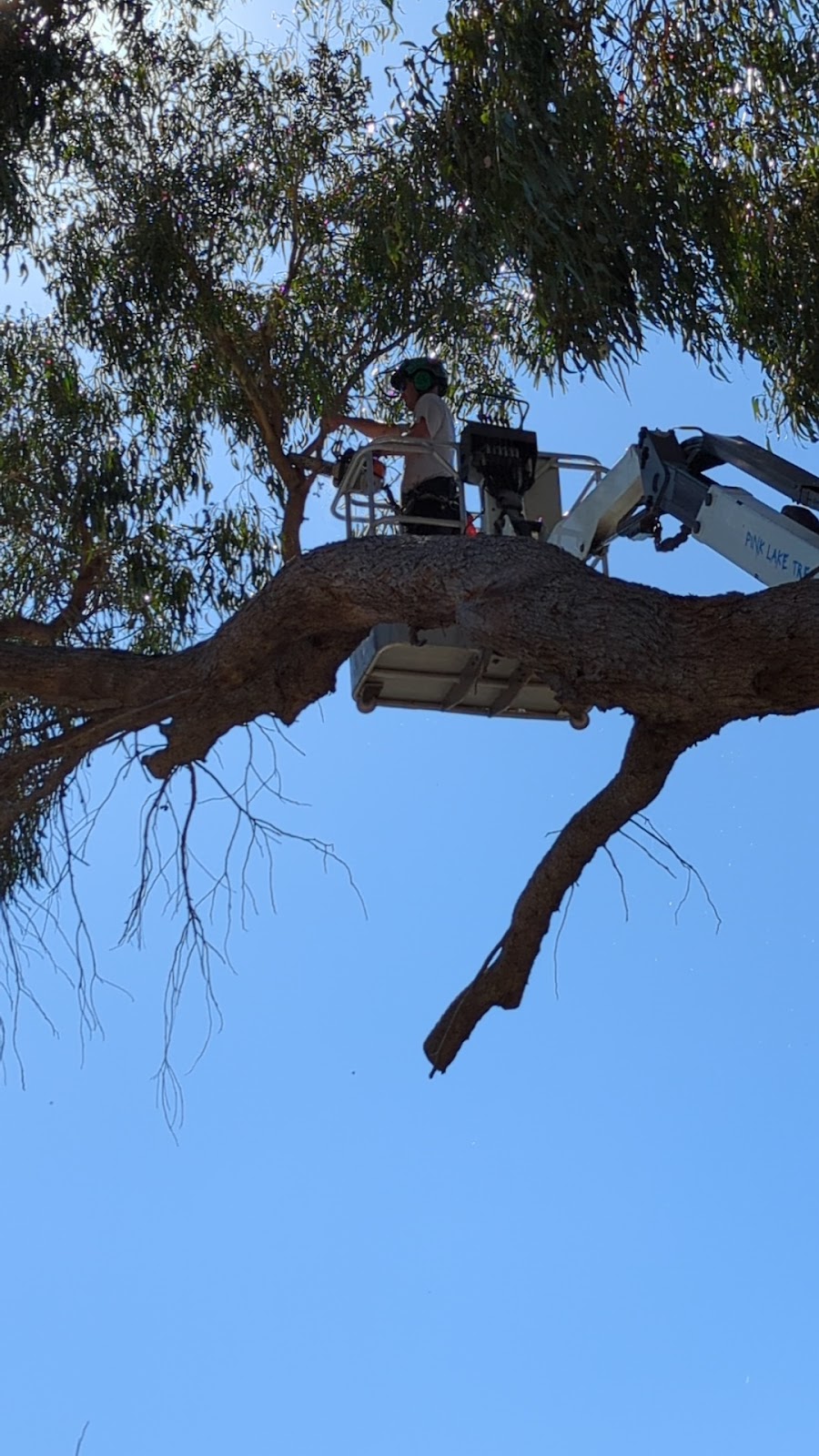 Pink Lake Tree Works | 804 Eleven Mile Beach Rd, Pink Lake WA 6450, Australia | Phone: 0400 660 141
