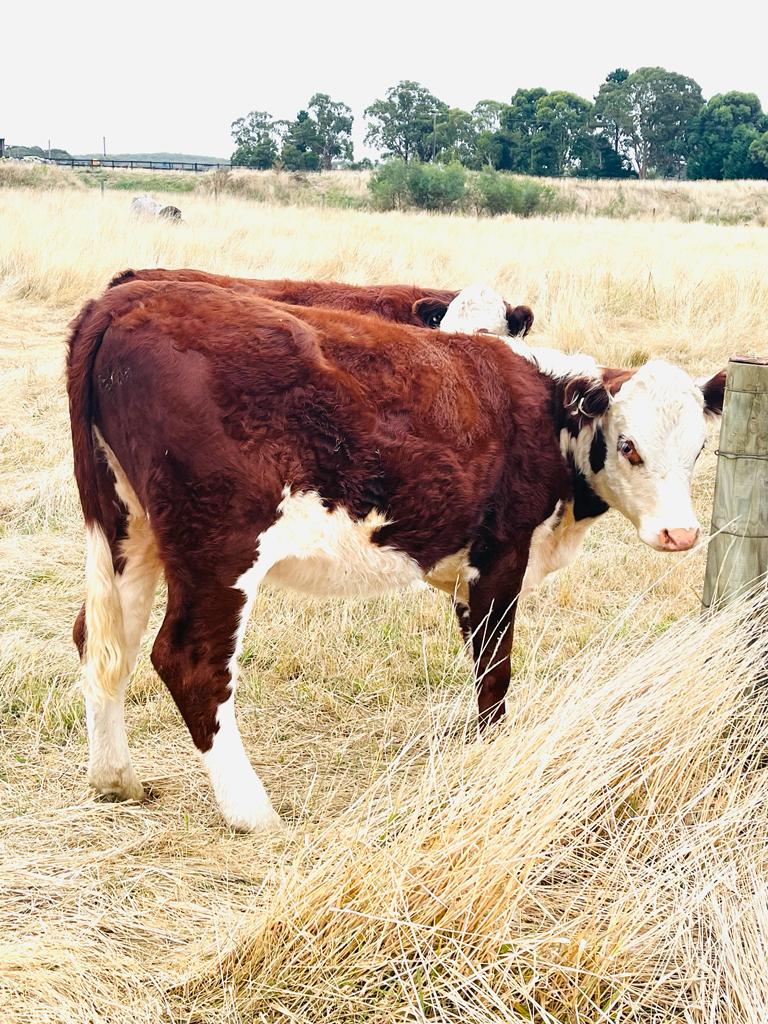 Hamza Farm Stay - Ross Creek , Victoria 3351 | 631 Brays Rd, Ross Creek VIC 3351, Australia | Phone: 0425 001 182