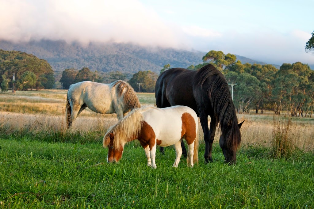 Curtin Cat Care | veterinary care | 1 Peacock Pl, Curtin ACT 2605, Australia | 0262821490 OR +61 2 6282 1490