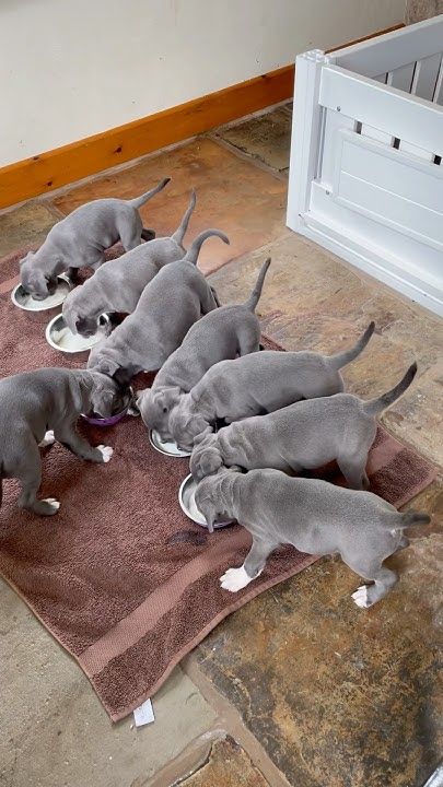 Staffy puppy for adoption | Great Ocean Rd, Lorne VIC 3232, Australia | Phone: 0468 134 315