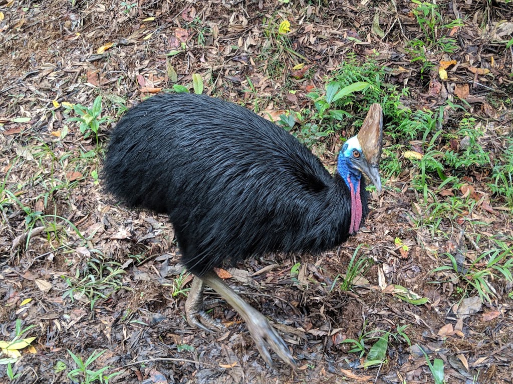 Girringun National Park | Lumholtz QLD 4849, Australia | Phone: 13 74 68