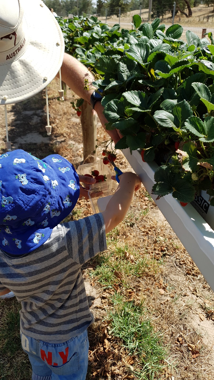 Bidgee Strawberries And Cream | Billagha St, Wagga Wagga NSW 2650, Australia | Phone: 0428 968 909