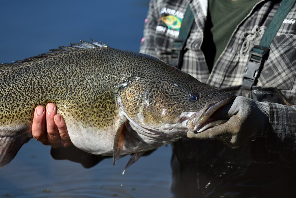 Narrabri Fish Farm | 261 Tuppiari Rd, Jacks Creek NSW 2390, Australia | Phone: 0428 749 606