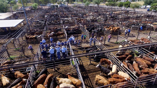 Gunnedah Saleyards |  | Kamilaroi Hwy, Gunnedah NSW 2380, Australia | 0267402100 OR +61 2 6740 2100