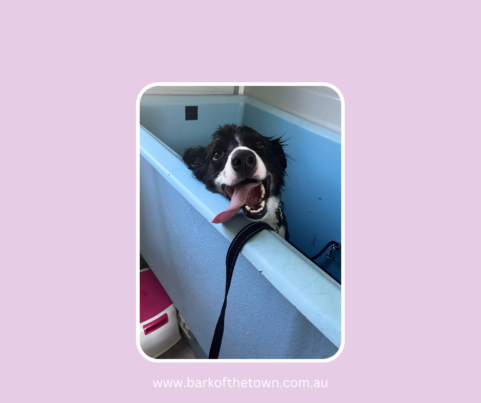 Bark of the Town | Northcote Ave, Paxton NSW 2325, Australia | Phone: 0482 569 711