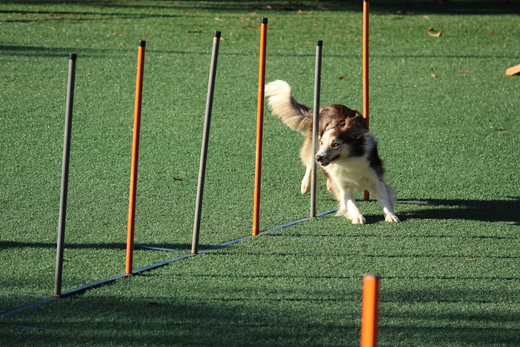 Lidias Dog Training | 26R Naranga Cres, Frankston VIC 3199, Australia | Phone: 0402 522 421