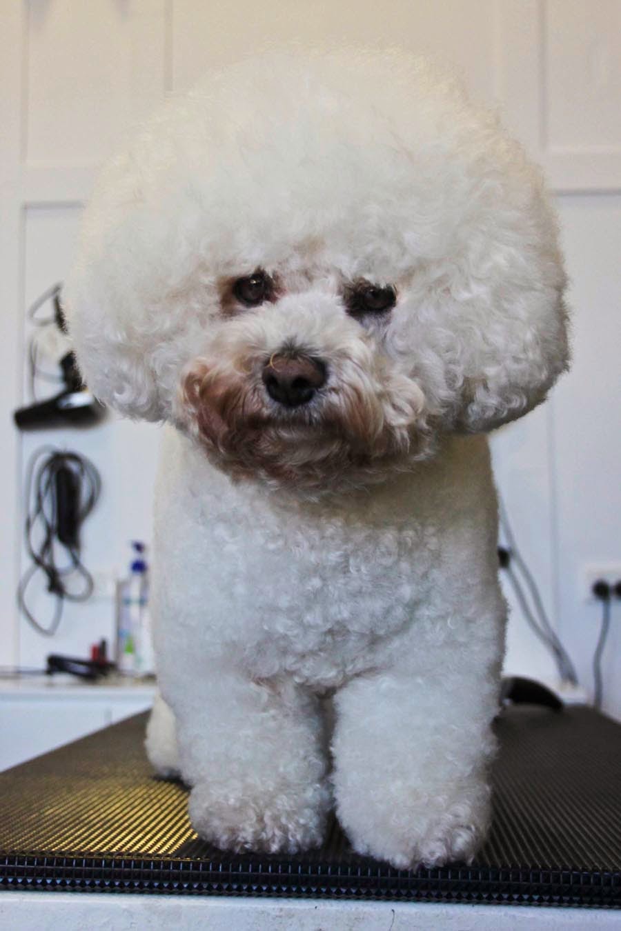 Sunshine Coast Pet Grooming | 22 Rene St, Noosaville QLD 4566, Australia | Phone: 0498 056 423