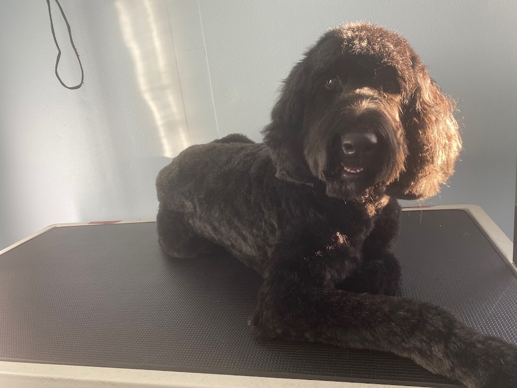 Perfect Paws Dog Grooming | 194 Cattai Ridge Rd, Maraylya NSW 2765, Australia | Phone: 0481 263 864