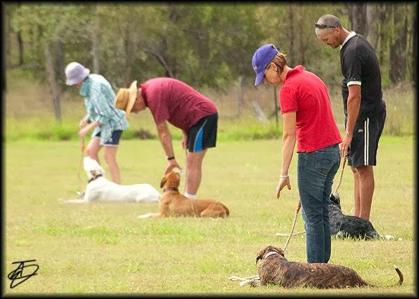 Aylwards Dog School | 49 Lairhopes Rd, Ebenezer (near Rosewood) QLD 4340, Australia | Phone: (07) 5464 1810