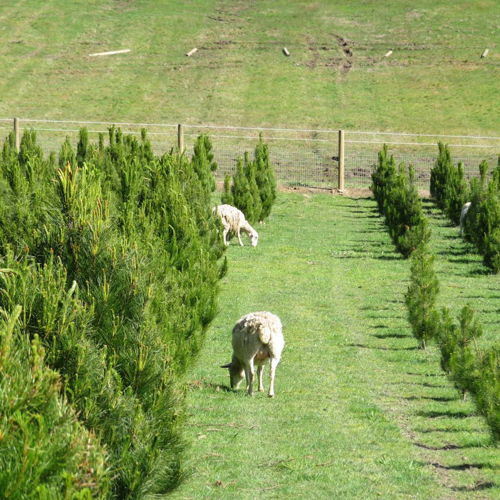 Seville Christmas Tree Farm |  | 44 Monbulk-Seville Rd, Seville VIC 3139, Australia | 0414371859 OR +61 414 371 859