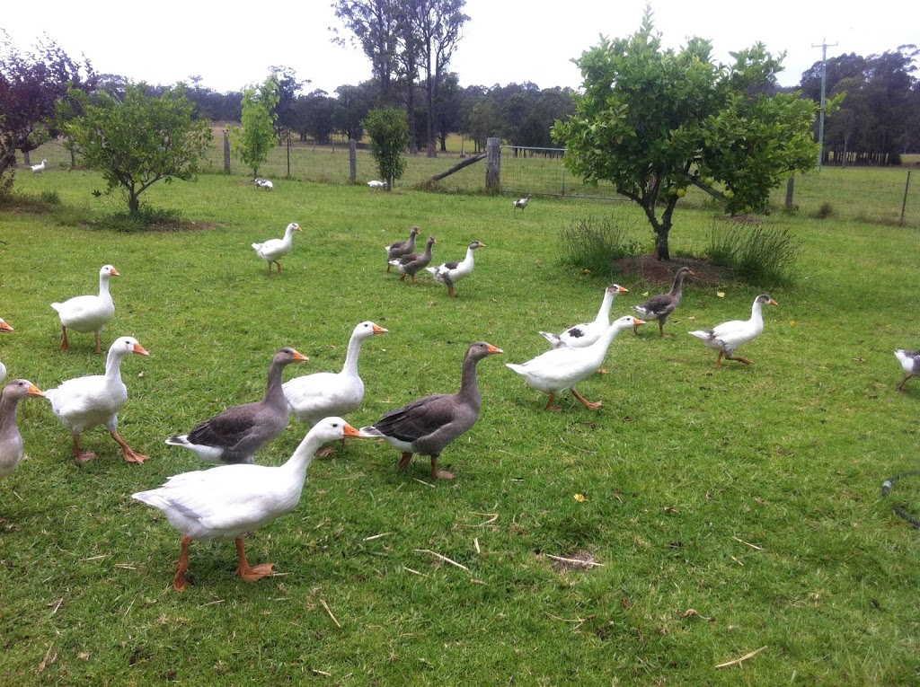 Lynbrook Farm | 14001 Pacific Hwy, Nabiac NSW 2312, Australia | Phone: 0401 615 639